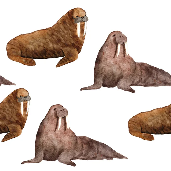 Handgetekende Aquarel Naadloos Patroon Met Walrus Zeedieren Zeedieren Bedreigde Zoogdiersoorten — Stockfoto