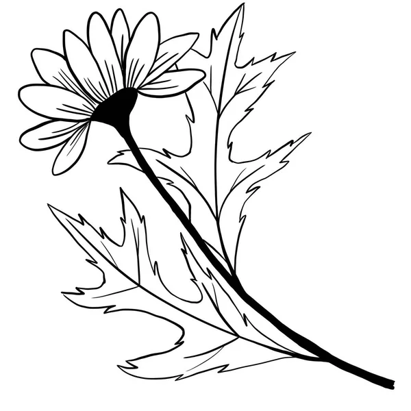 手描きの花の葉イラスト 黒白エレガントな結婚式の装飾 ラインアートミニマリストタトゥースタイルのデザイン夏春の自然枝の葉の花 — ストック写真
