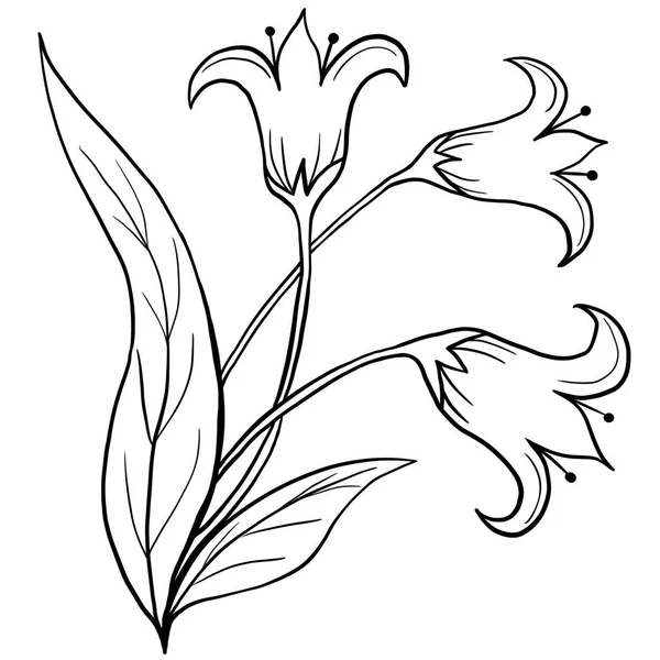 Hand Drawn Floral Flower Leaves Illustration Black White Elegant Wedding — Stock Photo, Image