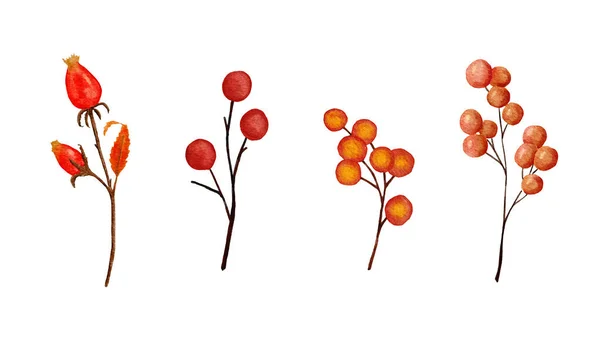 Watercolor Hand Drawn Illustration Orange Red Berries Berry Fall Autumn — ストック写真