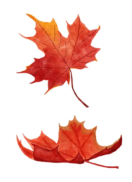 Watercolor Hand Drawn Illustration Red Maple Leaves Autumn Fall Leaf — Stockfoto