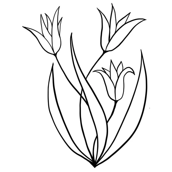 Ręcznie Rysowane Kwiaty Liście Ilustracja Czarny Biały Elegancki Ozdoba Ślubna — Zdjęcie stockowe