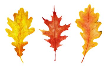 Watercolor hand drawn illustration of red orange yellow fall autumn leaves. Leaf of oak grapes vine trees, forest wood woodland elements, thanksgiving decor art