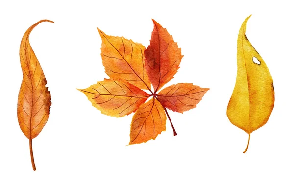 Akvarel Ručně Kreslené Ilustrace Červeně Oranžové Žluté Podzimní Listí Listy — Stock fotografie