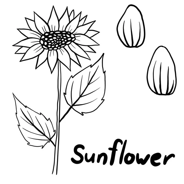 Hand Drawn Floral Sunflower Seeeds Flower Leaves Illustration Black White — Stockfoto