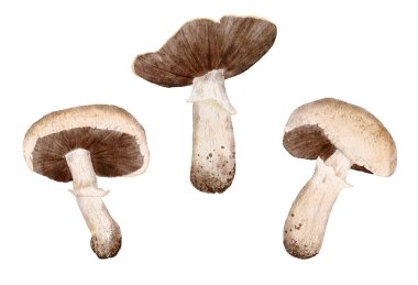 Watercolor hand drawn set of isolated button field meadow mushroom, illustration of webcap fungi with brown ochre caps in fall autumn forest wood for nature lovers for wildlife realistic design