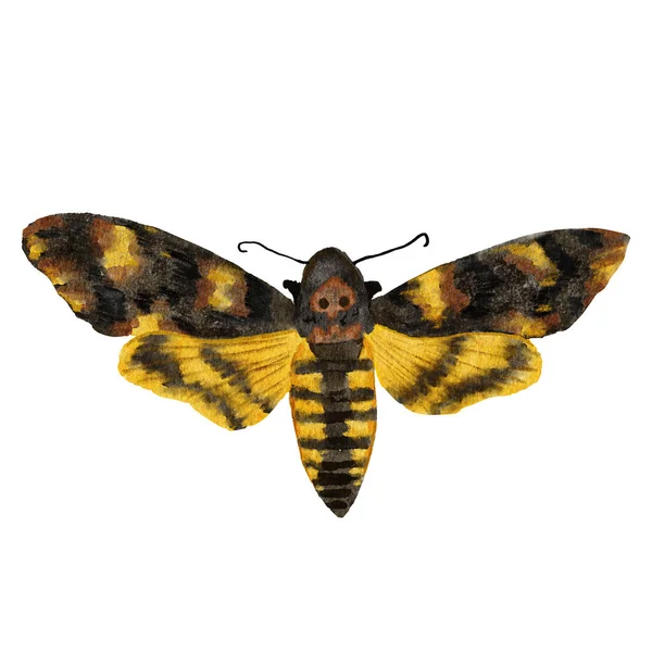 Watercolor Hand Drawn Illustration Death Head Moth Hawkmoth Nature Wildlife — Stockfoto