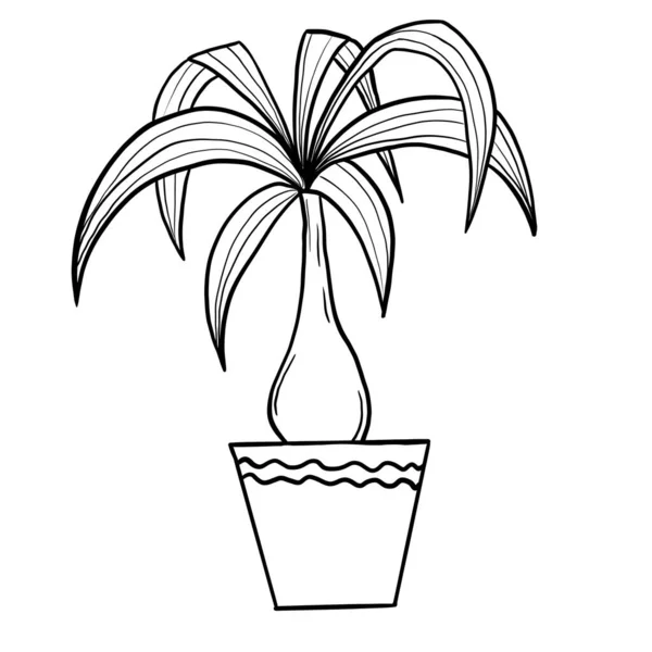 Dracena dragon tree in a pot in black line outline cartoon style. Coloring book houseplants flowers plant for interrior design in simple minimalist design, plant lady gift