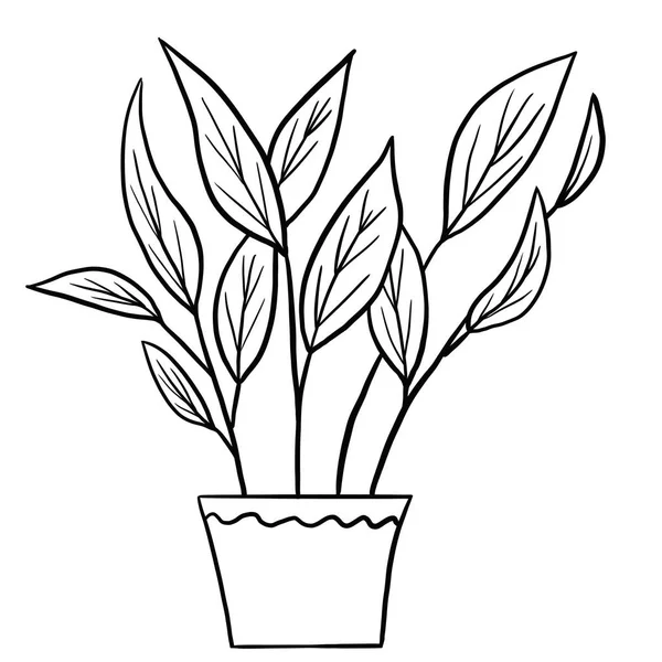 Calathea Begonia Pot Black Line Outline Cartoon Style Coloring Book — 스톡 사진