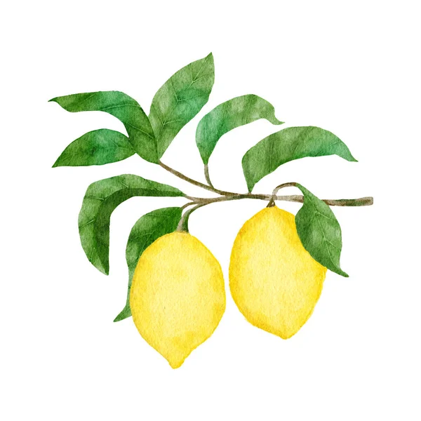 Υδατογραφία Ζωγραφισμένη Στο Χέρι Κίτρινα Ώριμα Μεσογειακά Λεμόνια Και Πράσινα — Φωτογραφία Αρχείου