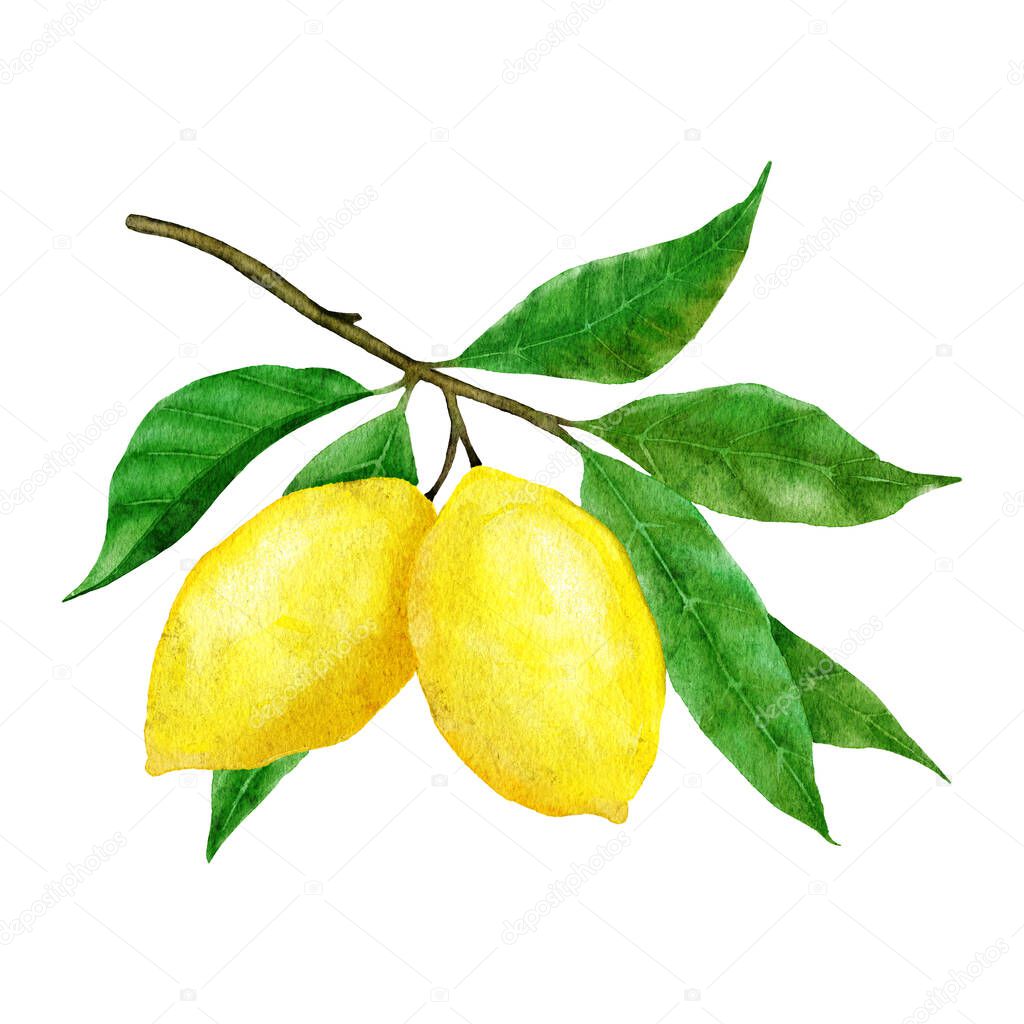 Watercolor hand drawn illustration with yellow ripe mediterranean lemons and green leaves. Summer fruit citrus clipart for wedding cards invitations, nature design