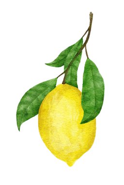 Watercolor hand drawn illustration with yellow ripe mediterranean lemons and green leaves. Summer fruit citrus clipart for wedding cards invitations, nature design
