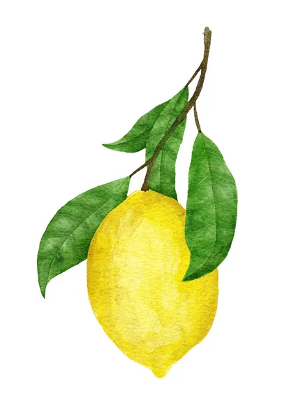 Watercolor Hand Drawn Illustration Yellow Ripe Mediterranean Lemons Green Leaves —  Fotos de Stock