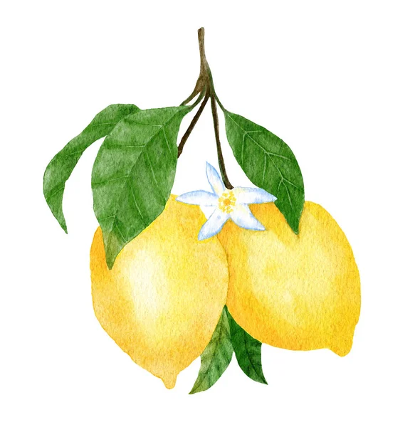 Watercolor Hand Drawn Illustration Yellow Ripe Mediterranean Lemons Green Leaves — Fotografia de Stock
