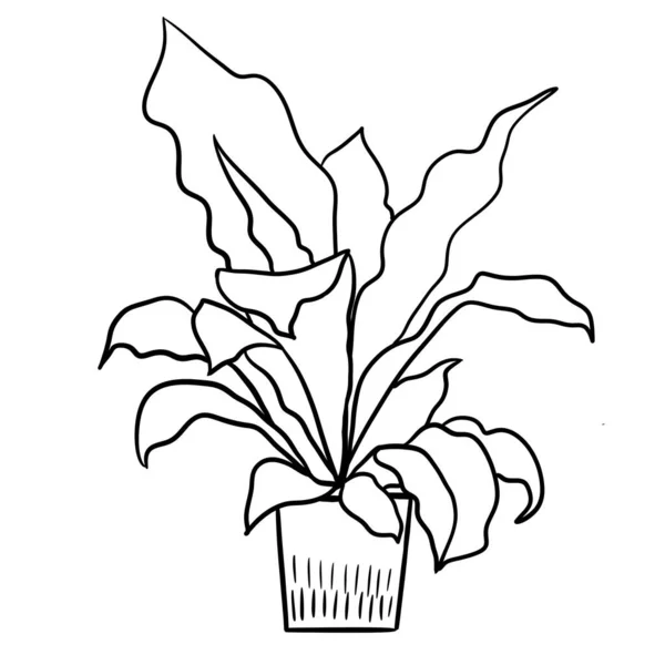 Fern asplenium in a pot in black line outline cartoon style. Coloring book houseplants flowers plant for interrior design in simple minimalist design, plant lady gift