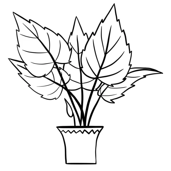 Alocasia begonia in a pot in black line outline cartoon style. Coloring book houseplants flowers plant for interrior design in simple minimalist design, plant lady gift