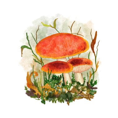 Elle çizilmiş suluboya orman mantarı, ormandaki yenilebilir zehirli mantarlar. Sonbahar sonbahar doğa tasarımı, mantar kapaklı ağ sineği baskısı, vahşi mantar sanatı.