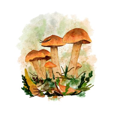 Elle çizilmiş suluboya orman mantarı, ormandaki yenilebilir zehirli mantarlar. Sonbahar sonbahar doğa tasarımı, mantar kapaklı ağ sineği baskısı, vahşi mantar sanatı.