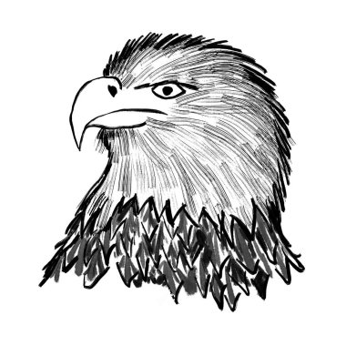 Amerikan kel kartal kuşunun el çizimi. Beyaz kuyruklu deniz kartalı, hayvan türleri, siyah çizgi monokrom beyaz tasarımı, baş tüyleri gagası, zarif minimalizm mürekkep tasarımı.