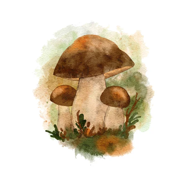 Ručně Kreslené Akvarel Lesní Houby Jedlé Jedovaté Houby Lesním Porostu — Stock fotografie