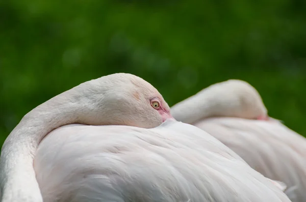 Casal flamingos — Fotografia de Stock