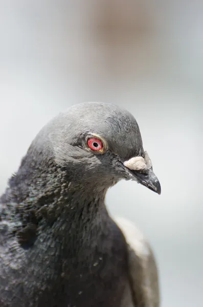 Single pigeon — Stok fotoğraf