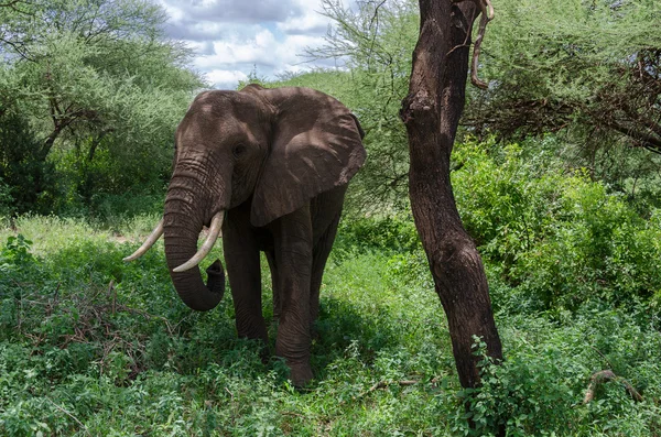 Elefant neben Baum — Stockfoto