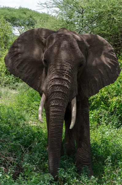 Ciekawy wygląd słoń — Zdjęcie stockowe