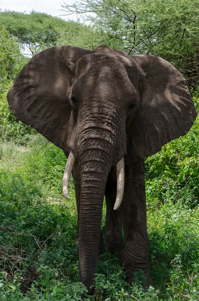 Neugierig blickender Elefant — Stockfoto