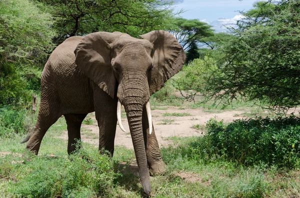 Neugierig blickender Elefant — Stockfoto