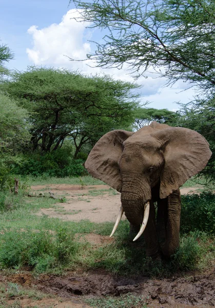 Elefant und Schlamm — Stockfoto