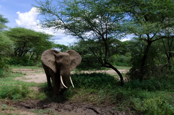 Elefant und Schlamm — Stockfoto