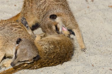 ailesinin diğer üyeleri ile oynarken çöl faresi (suricate)