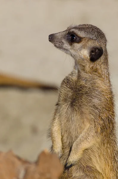 Einzelnes lustig aussehendes Erdmännchen (aka suricate)) — Stockfoto
