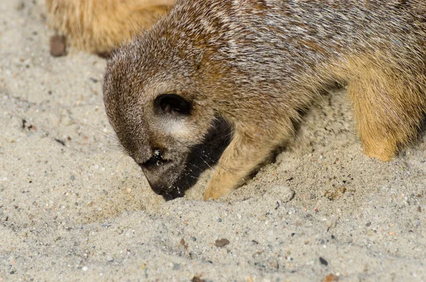 Einzelnes lustig aussehendes Erdmännchen (aka suricate)) — Stockfoto