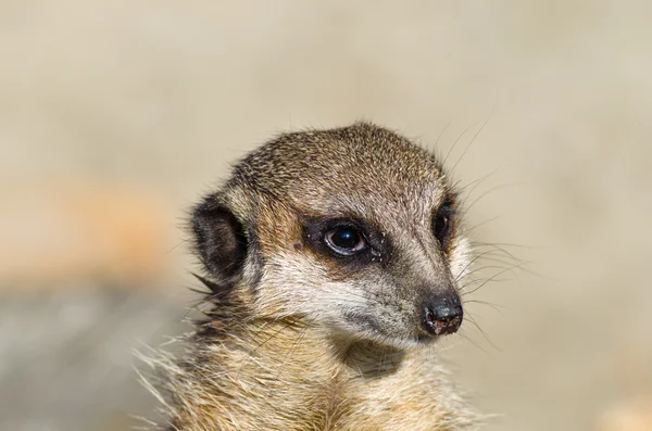 Enda lustiga Surikat (aka suricate) — Stockfoto