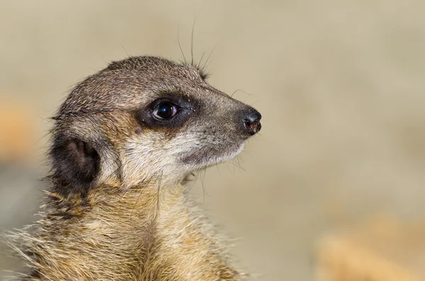 Einzelnes lustig aussehendes Erdmännchen (aka suricate)) — Stockfoto