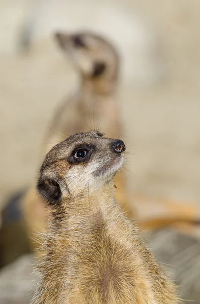 Meerkats (aka suricate) ในหน้าที่ยาม — ภาพถ่ายสต็อก