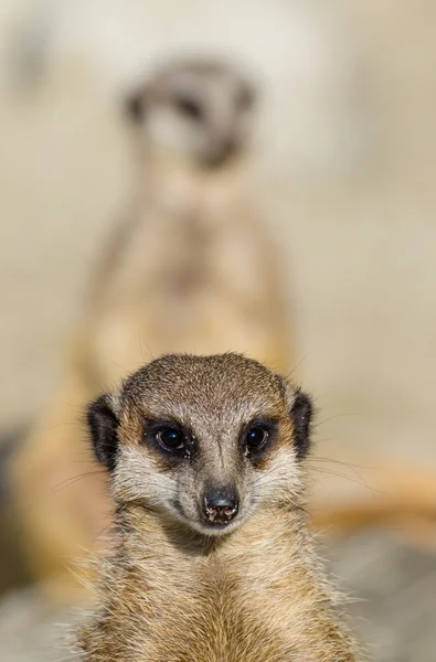 Meerkats (aka suricate) em serviço de guarda — Fotografia de Stock
