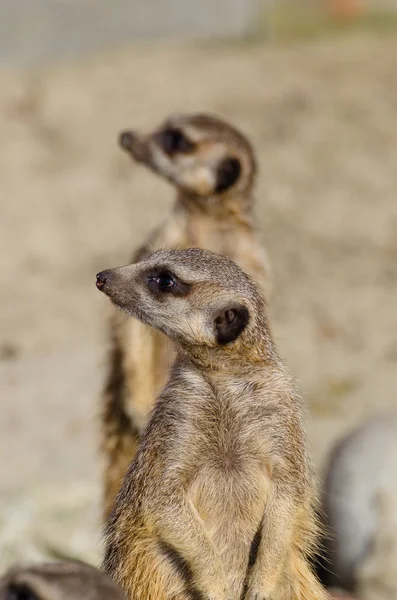 Meerkats (aka suricate) ในหน้าที่ยาม — ภาพถ่ายสต็อก