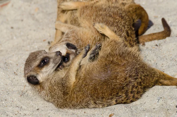 Ailesinin diğer üyeleri ile oynarken çöl faresi (suricate) — Stok fotoğraf
