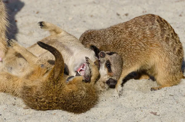 Erdmännchen (suricate) spielt mit anderen Familienmitgliedern — Stockfoto