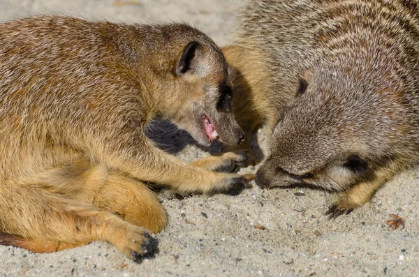 Meerkat (suricado) brincando com outros membros da família — Fotografia de Stock