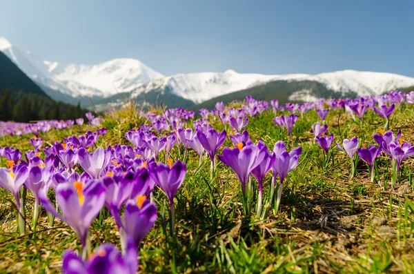 Matta av blommande krokusar i chocholowska valley i tatra fjällen — Stockfoto
