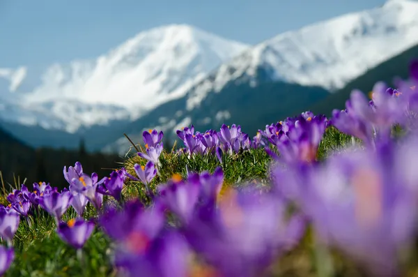 Alfombra de azafrán en flor en el valle de chocholowska en tatra moun Fotos de stock libres de derechos