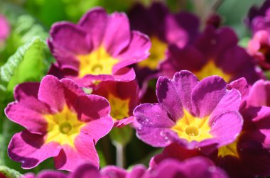 Bahçe içinde güzel primrose closeup