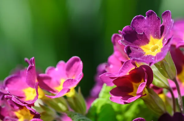 closeup Bahçe - stok fotoğraf güzel çuha çiçeği