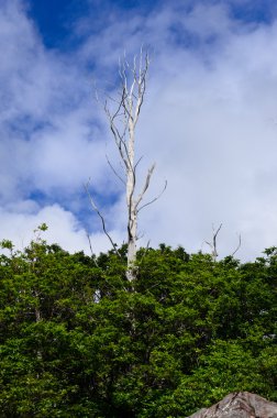 gökyüzü arka plan üzerinde yalnız ölü ağaç
