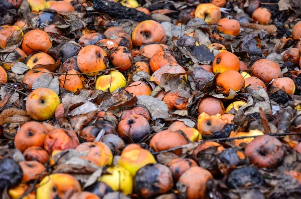 Döda ruttna äpplen liggande på marken på vintern — Stockfoto