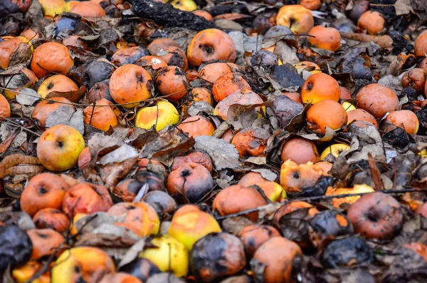 Dead rotten apples lying on the ground in winter — Stock Photo, Image